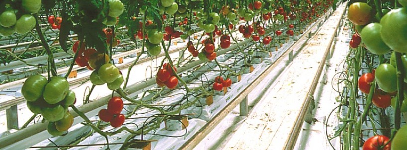 Trồng rau sạch với bông khoáng tại sao không?