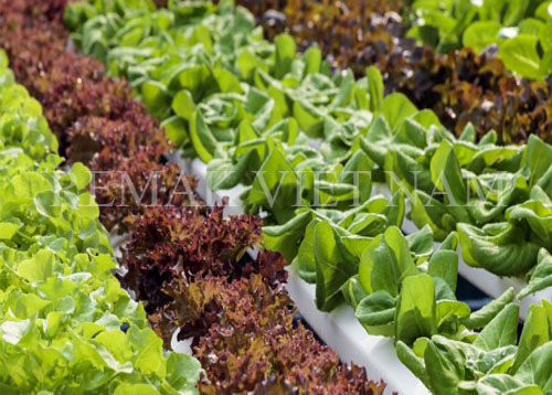 trong-rau-sach-voi-bong-khoang