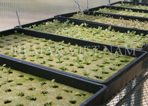 bong-khoang-trong-rau-sach